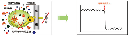 1662369814448955.png 毒性物質(zhì)流入2-官網(wǎng).png